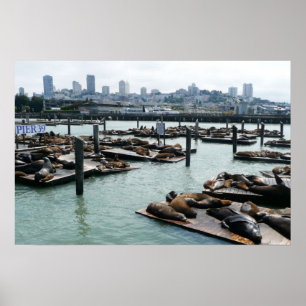 San Francisco und Pier 39 Sea Lions City Skyline Poster