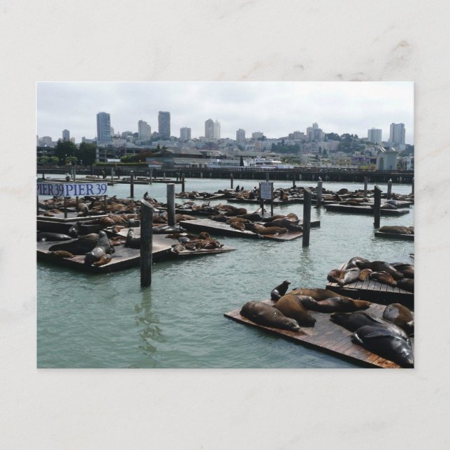 San Francisco und Pier 39 Sea Lions City Skyline Postkarte (Vorderseite)