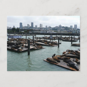 San Francisco und Pier 39 Sea Lions City Skyline Postkarte