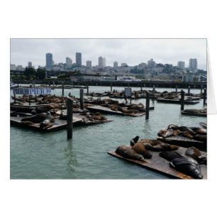 San Francisco und Pier 39 Seelöwen Stadt Skyline
