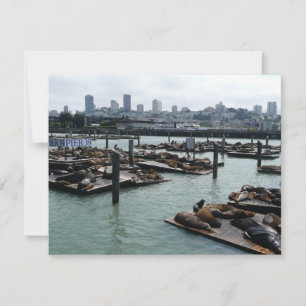 San Francisco und Pier 39 Seelöwen Stadt Skyline