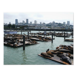 San Francisco und Pier 39 Seelöwen Stadt Skyline Fotodruck
