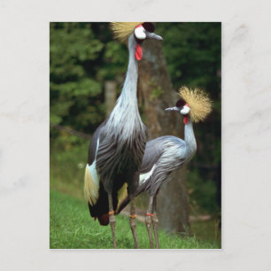 San Francisco Zoo Postkarte