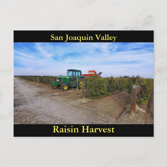 San Joaquin Valley Raisin Harvest Postkarte (Vorderseite)