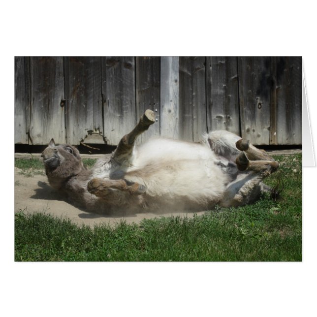 Sand Bathing Donkey (Vorderseite (Horizontal))