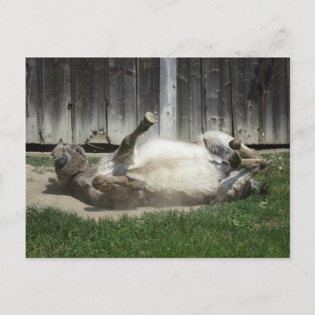 Sand Bathing Donkey Postkarte (Vorderseite)