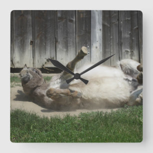 Sand Bathing Donkey Quadratische Wanduhr