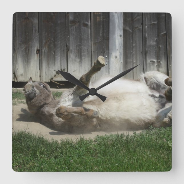 Sand Bathing Donkey Quadratische Wanduhr (Vorderseite)