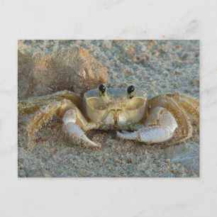 Sand Crab Postkarte