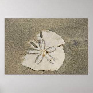 Sand Dollar am Beach Poster