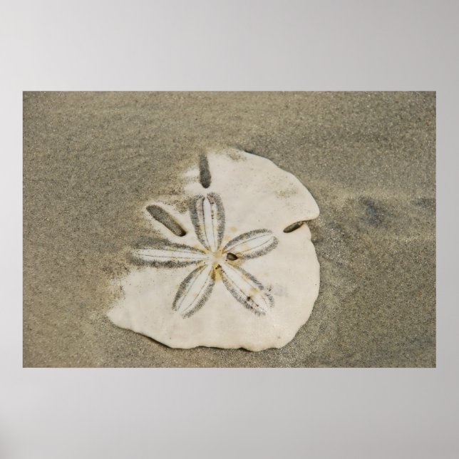 Sand Dollar am Beach Poster (Vorne)