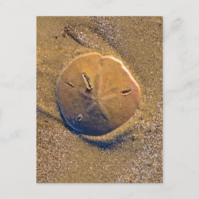 Sand Dollar am Strand bekannt | Hilton Head Island Postkarte (Vorderseite)
