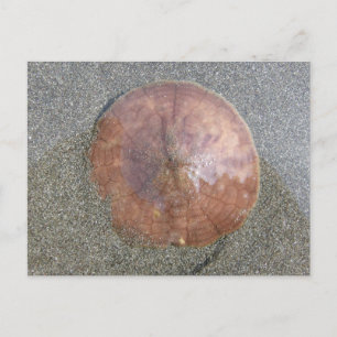 Sand Dollar auf der Insel Unalaska Postkarte
