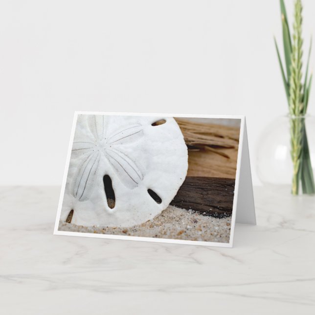 Sand Dollar auf Driftwood (Vorderseite)