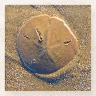 Sand-Dollar deckte auf Strand Hilton Head Island Glasuntersetzer