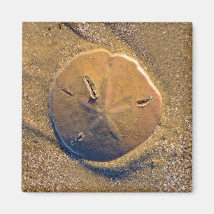 Sand-Dollar deckte auf Strand   Hilton Head Island Magnet