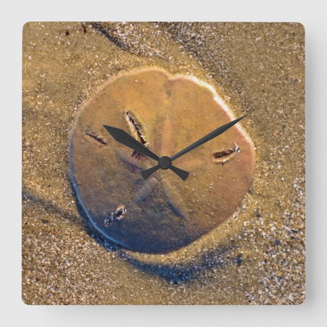 Sand-Dollar deckte auf Strand | Hilton Head Island Quadratische Wanduhr (Vorderseite)