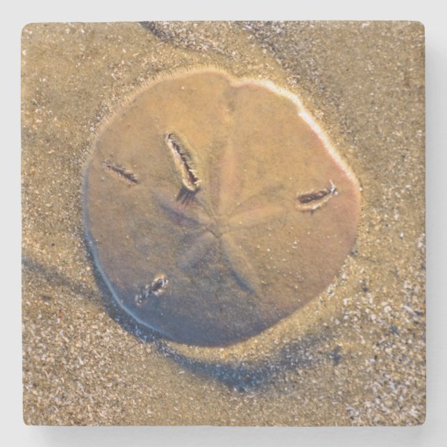 Sand-Dollar deckte auf Strand | Hilton Head Island Steinuntersetzer (Vorderseite)