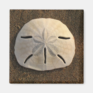 Sand Dollar (Farbe) Magnet