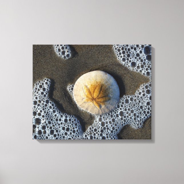 Sand Dollar im Surf Beach Leinwand Art Foto (Vorderseite)