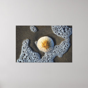 Sand Dollar im Surf Beach Leinwand Art Foto