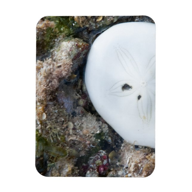 Sand Dollar in einem Fidschi-Riff bei Ebbe Magnet (Vertikal)