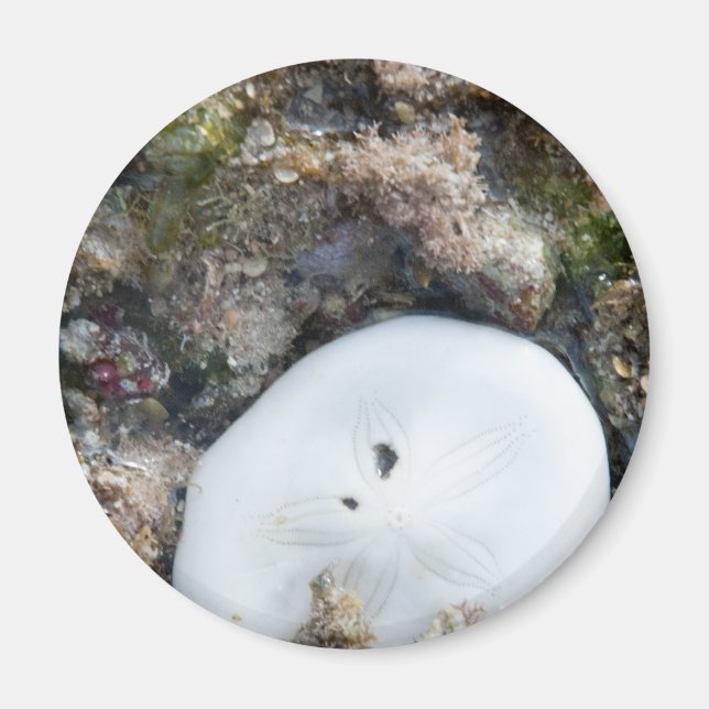 Sand Dollar in einem Fidschi-Riff bei Ebbe Magnet (Vorne)