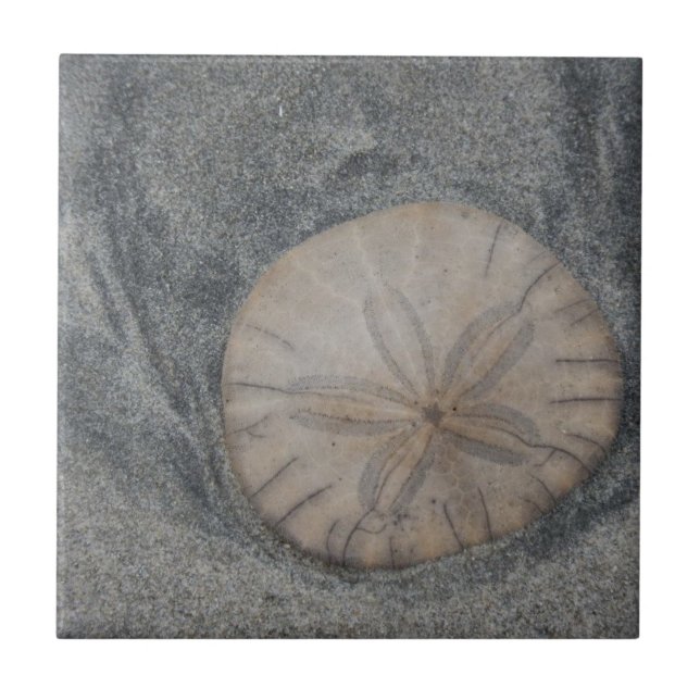 Sand-Dollar-Keramik Fliese (Vorderseite)