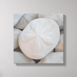 Sand Dollar Leinwand Art