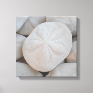 Sand Dollar Leinwand Art