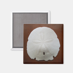 Sand Dollar Magnet