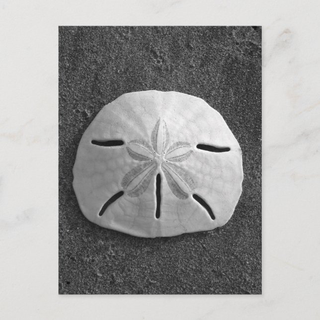 Sand Dollar Muschel Beach Postcard (B&W Foto) Postkarte (Vorderseite)