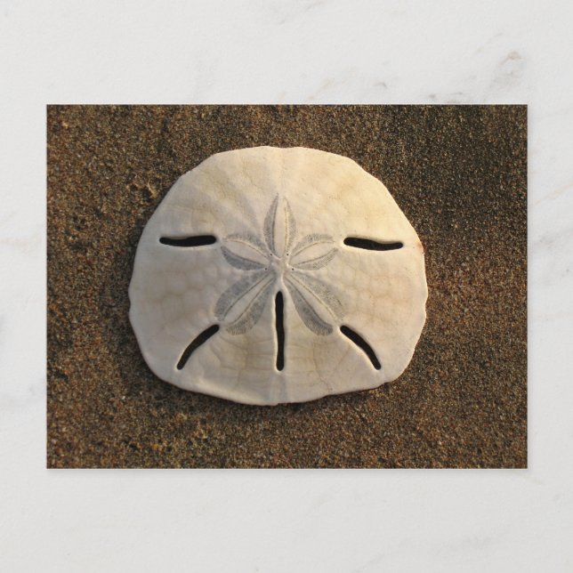 Sand Dollar Muschel Beach Postcard (Color Foto) Postkarte (Vorderseite)