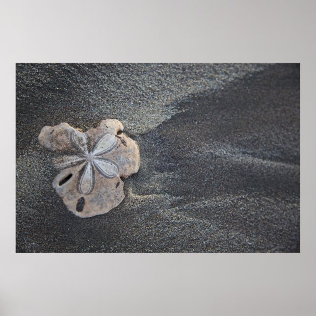 Sand-Dollar Poster (Vorne)