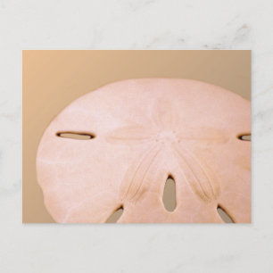 Sand-Dollar Postkarte