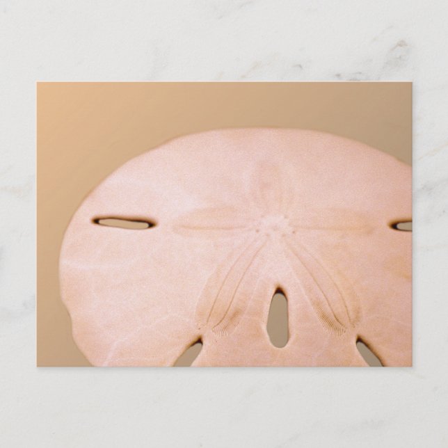 Sand-Dollar Postkarte (Vorderseite)