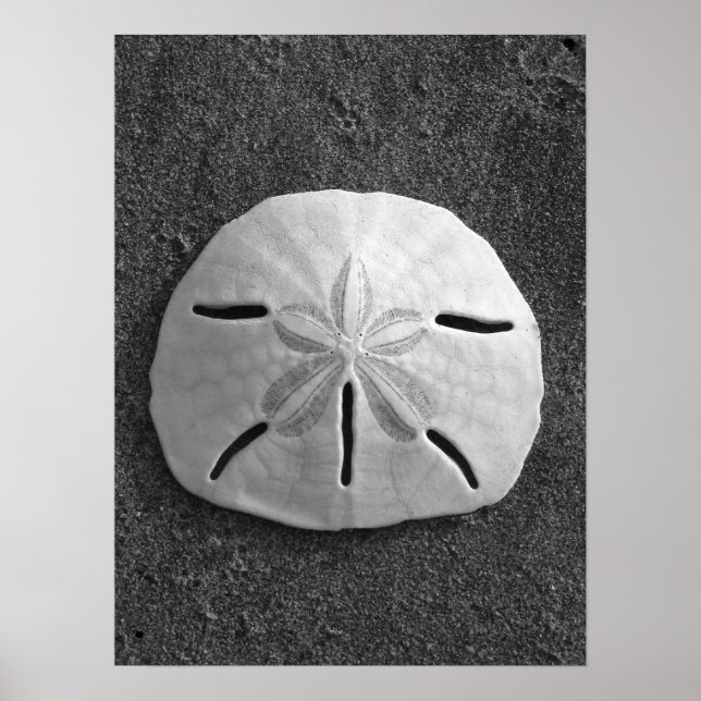 Sand Dollar (schwarz und weiß) Poster (Vorne)