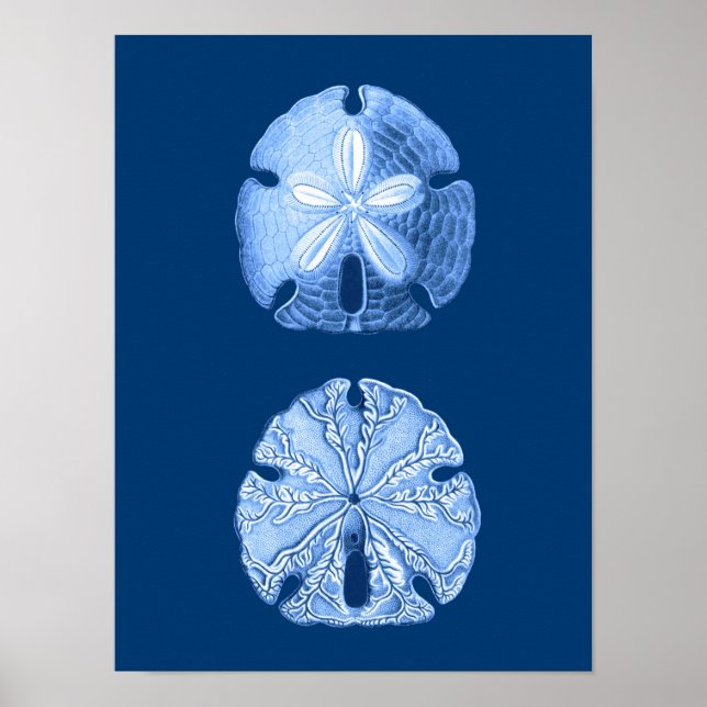Sand Dollar Sea Life Print, Indigoblau und Weiß Poster (Vorne)