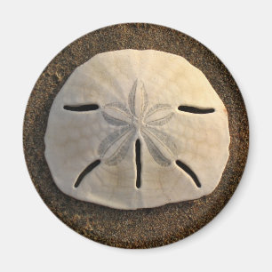 Sand Dollar Sea Muschel Beach Magnet