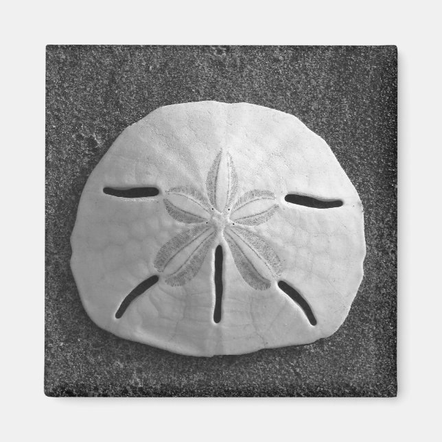 Sand Dollar Sea Muschel Beach Magnet (Vorne)