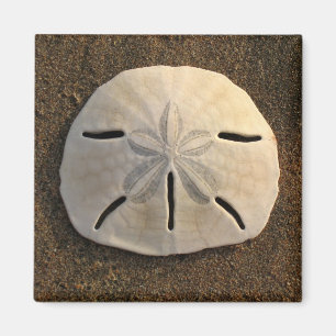 Sand Dollar Sea Muschel Beach Magnet