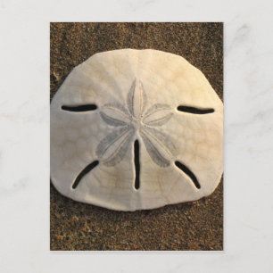 Sand Dollar Seashell Beach Postkarten