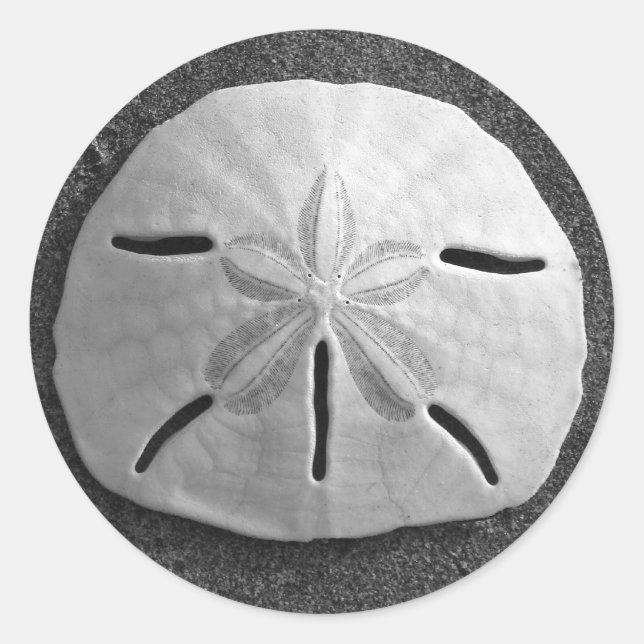 Sand Dollar Seashell Beach Sticker (Vorderseite)