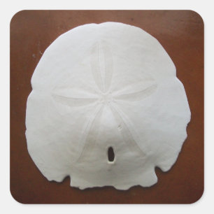 Sand Dollar Stickers