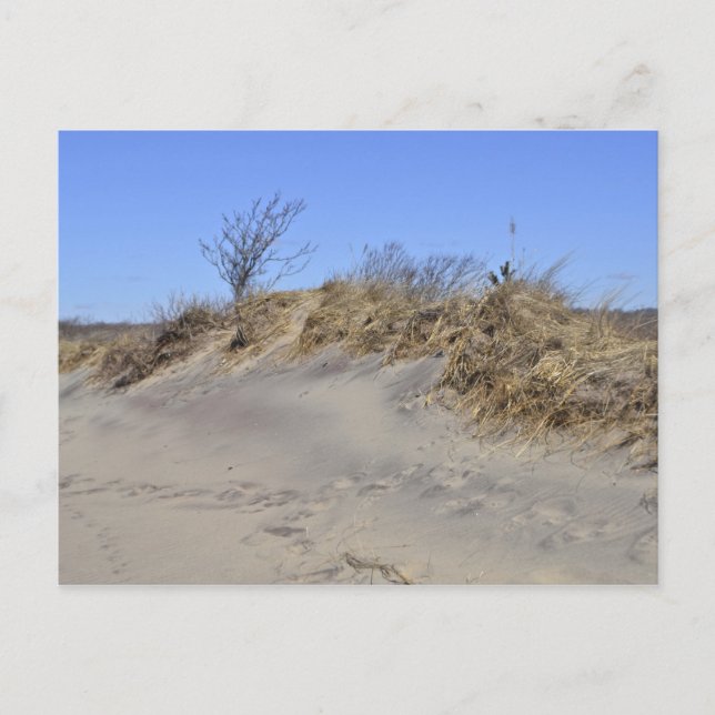 Sand Dune Postcard Postkarte (Vorderseite)
