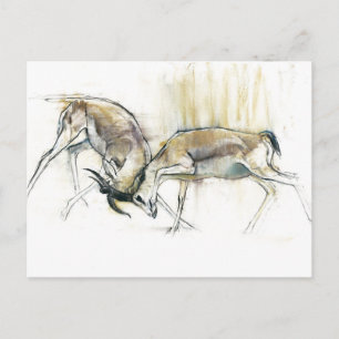 Sand Gazelles 2009 Postkarte