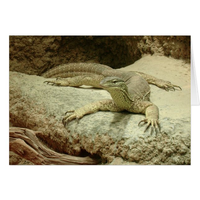 Sand Goanna (Vorderseite (Horizontal))