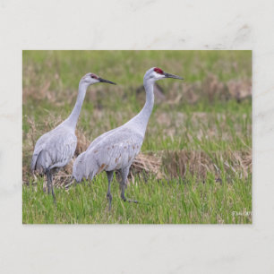 Sand Hill Crane Post Card Postkarte