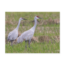Sand Hill Crane Post Card