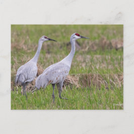 Sand Hill Crane Post Card Postkarte
